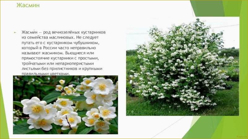 Интересное о жасмине кустарниковом, его видах и сортах