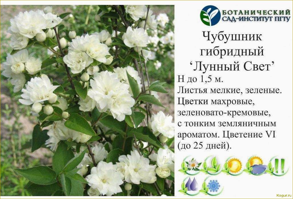 Интересное о жасмине кустарниковом, его видах и сортах