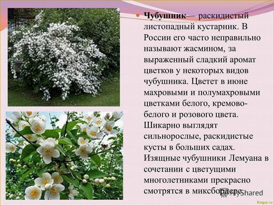 Интересное о жасмине кустарниковом, его видах и сортах