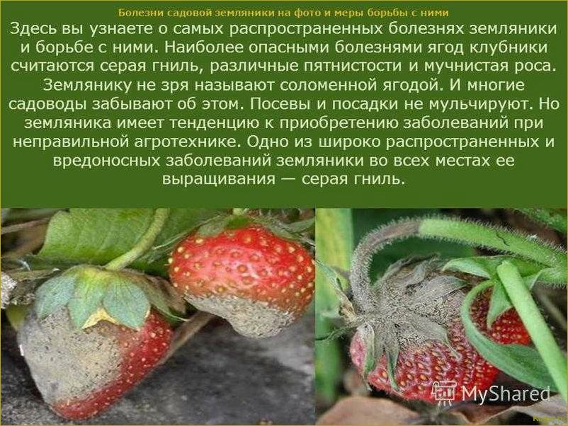 Как распознать и предотвратить заболевания земляники: полезные советы и методы борьбы