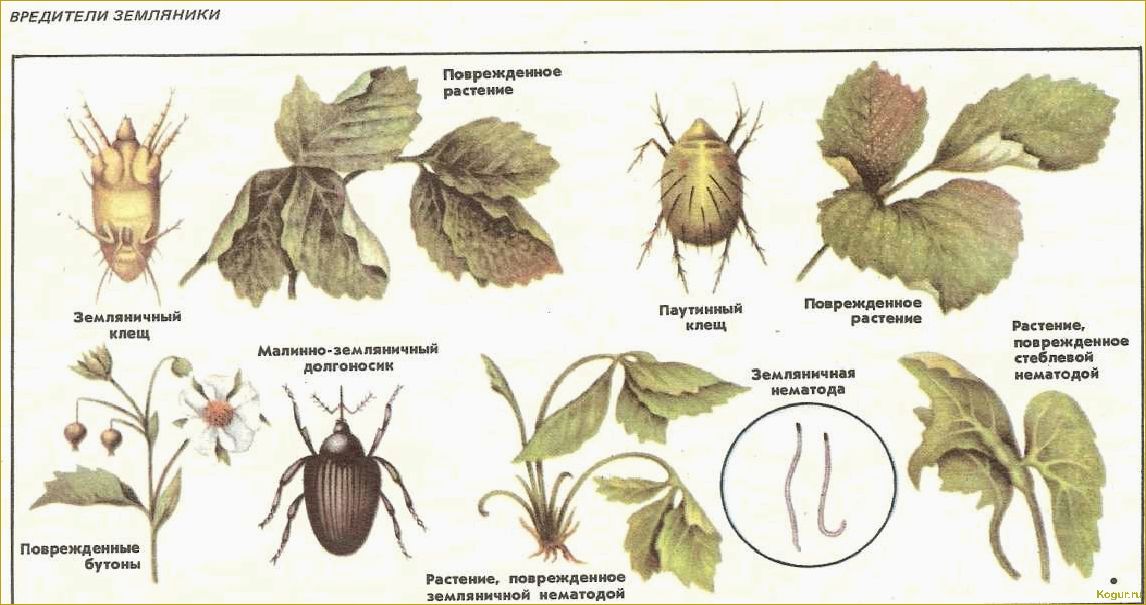 Как распознать и предотвратить заболевания земляники: полезные советы и методы борьбы