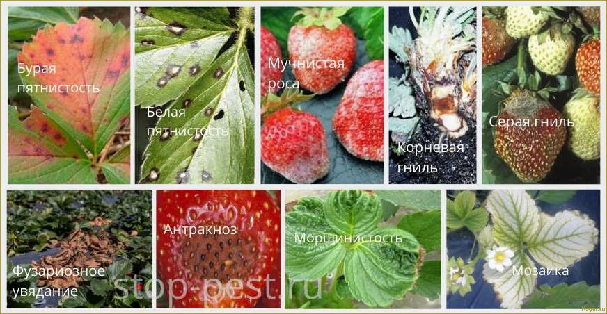 Как распознать и предотвратить заболевания земляники: полезные советы и методы борьбы