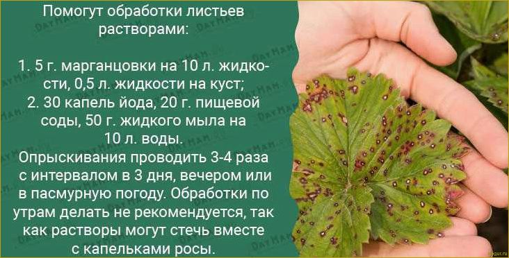 Как распознать и предотвратить заболевания земляники: полезные советы и методы борьбы