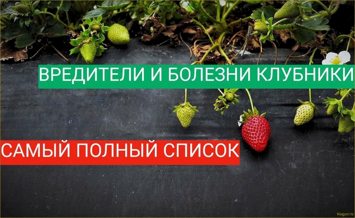 Как распознать и предотвратить заболевания земляники: полезные советы и методы борьбы
