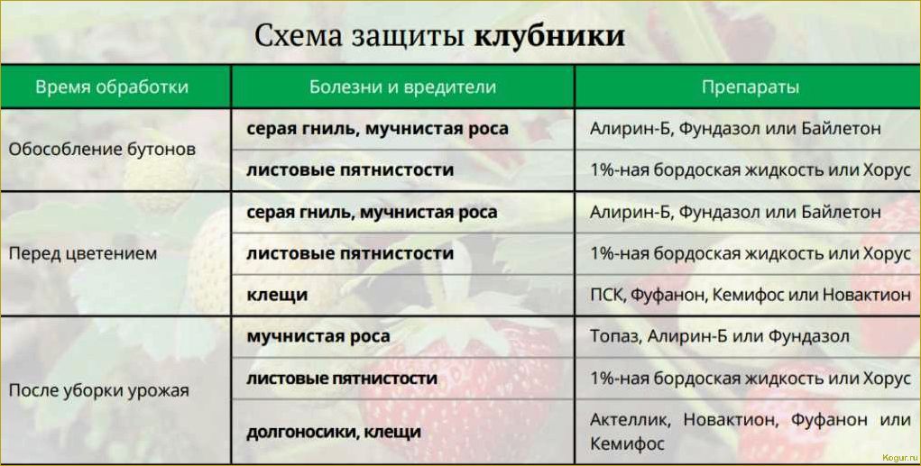 Как распознать и предотвратить заболевания земляники: полезные советы и методы борьбы