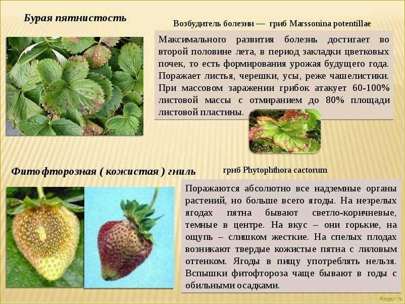 Как распознать и предотвратить заболевания земляники: полезные советы и методы борьбы