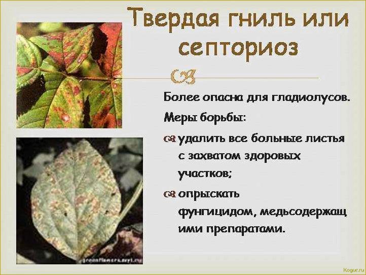 Как распознать и предотвратить заболевания земляники: полезные советы и методы борьбы