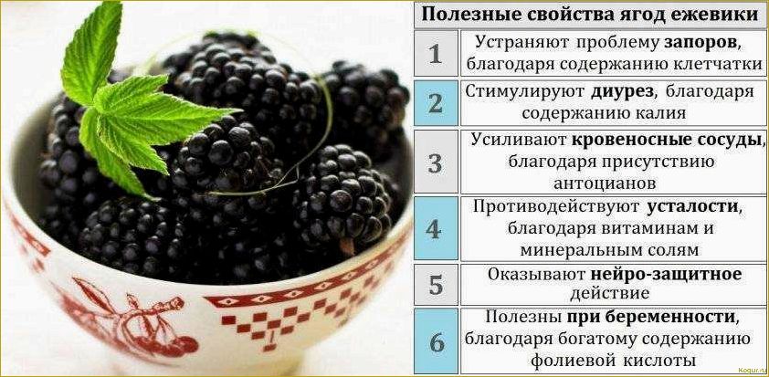 Полезные свойства актинидии и противопоказания к употреблению