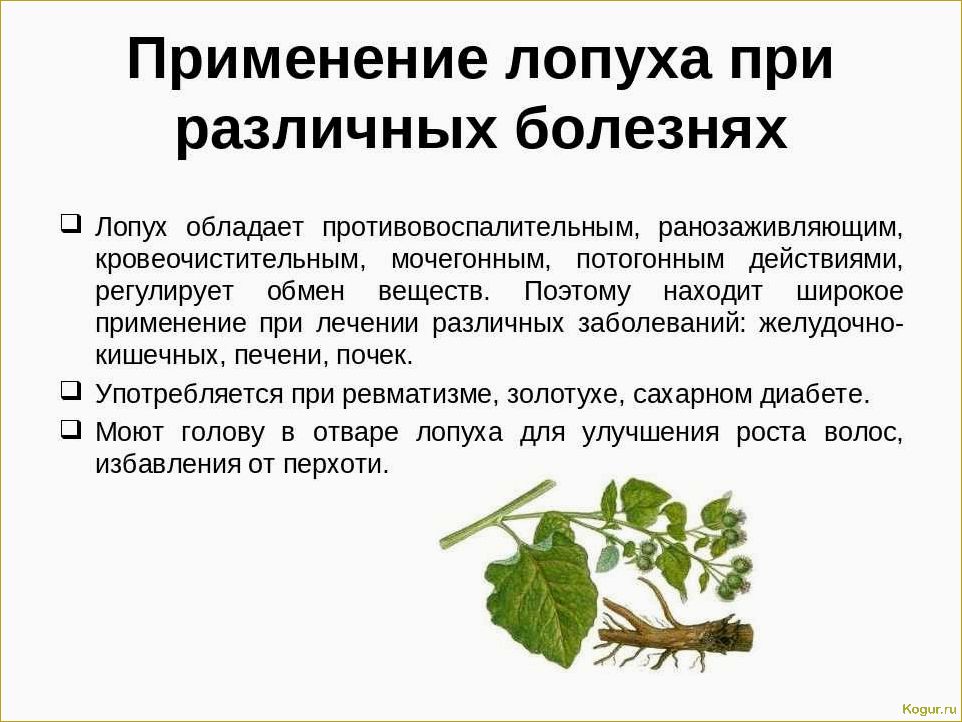 Полезные свойства актинидии и противопоказания к употреблению