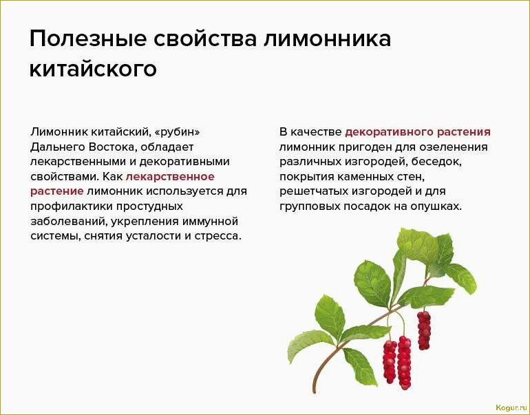 Полезные свойства актинидии и противопоказания к употреблению