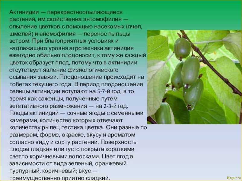 Полезные свойства актинидии и противопоказания к употреблению
