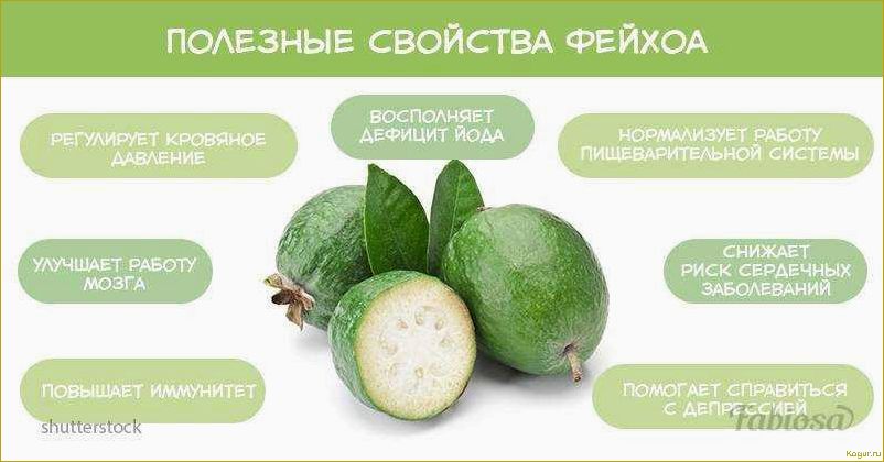 Полезные свойства актинидии и противопоказания к употреблению