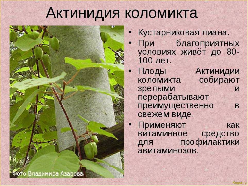 Полезные свойства актинидии и противопоказания к употреблению