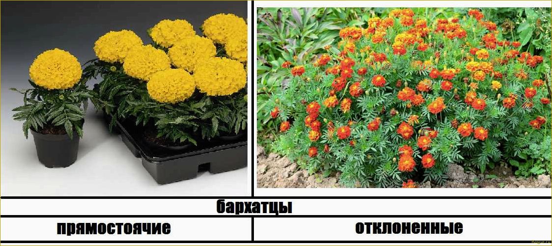 (вырастить, бархатцы, своем, участке) Как вырастить бархатцы на своем участке