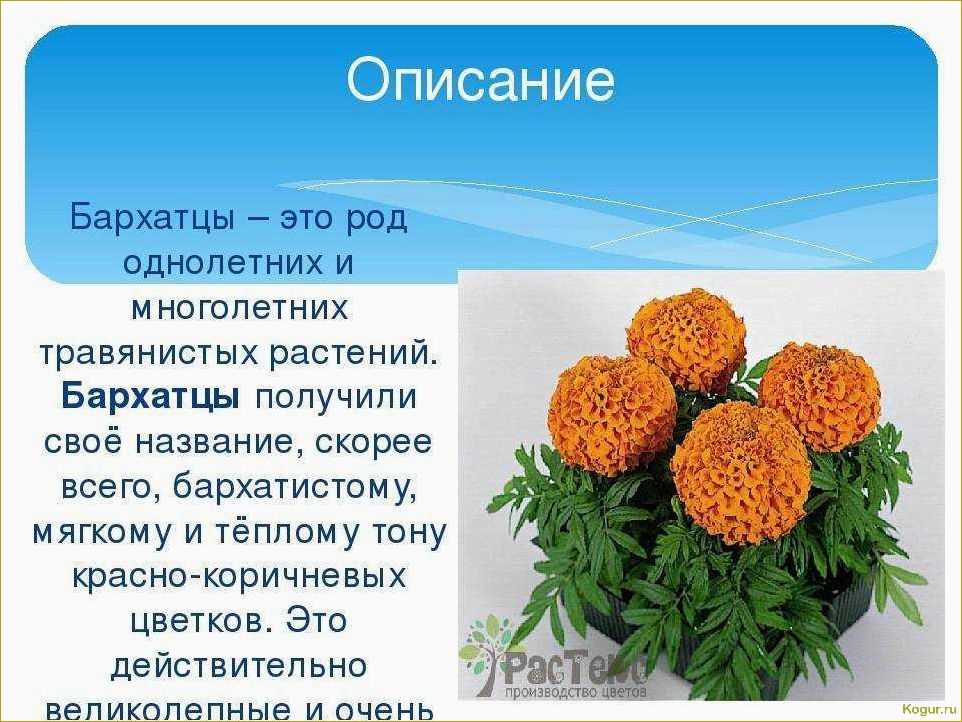 (вырастить, бархатцы, своем, участке) Как вырастить бархатцы на своем участке