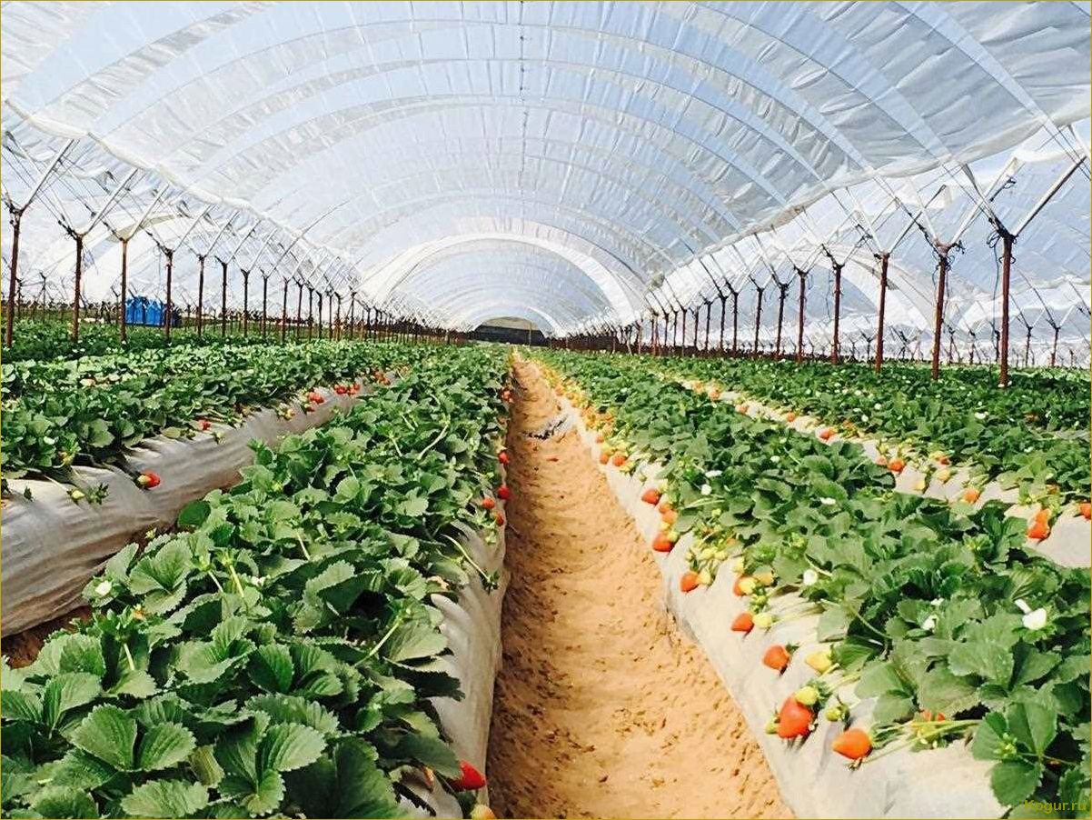 Как выбрать пленку для теплицы, чтобы вырастить хороший урожай