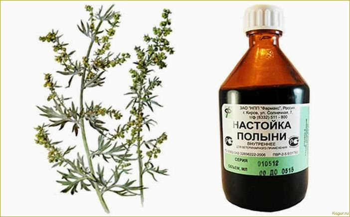 (полынь, однолетняя, целебные, свойства, рецепты) Полынь однолетняя — целебные свойства, рецепты настоек и отваров для лечения