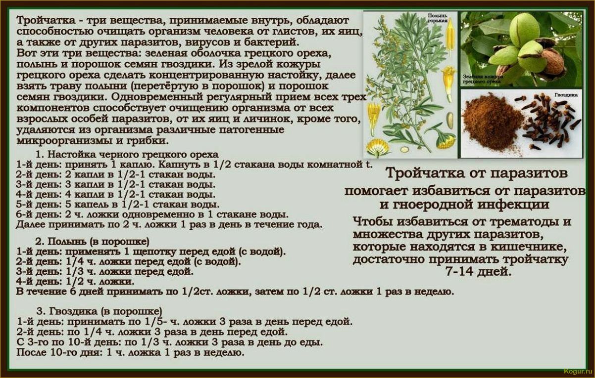 (полынь, однолетняя, целебные, свойства, рецепты) Полынь однолетняя — целебные свойства, рецепты настоек и отваров для лечения
