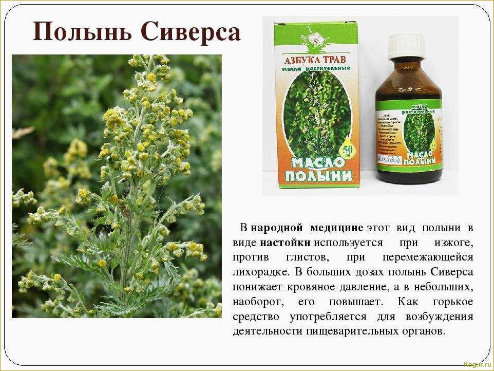 (полынь, однолетняя, целебные, свойства, рецепты) Полынь однолетняя — целебные свойства, рецепты настоек и отваров для лечения