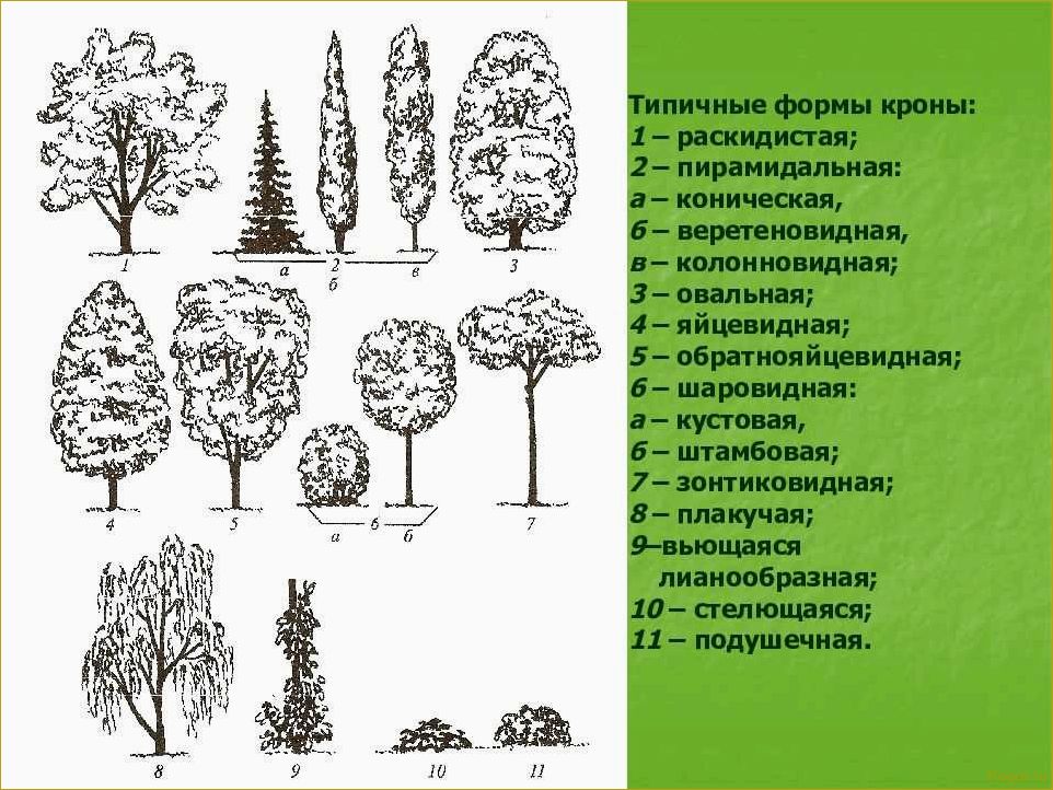 (правила, размножения, выращивания, грациозного, дерева) Правила размножения и выращивания грациозного дерева пирамидального тополя