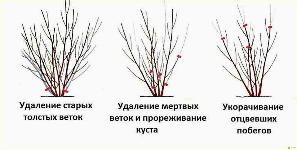(правильная, посадка, уход, барбарисом, оттавским) Правильная посадка и уход за барбарисом Оттавским — гарантия красоты круглый год