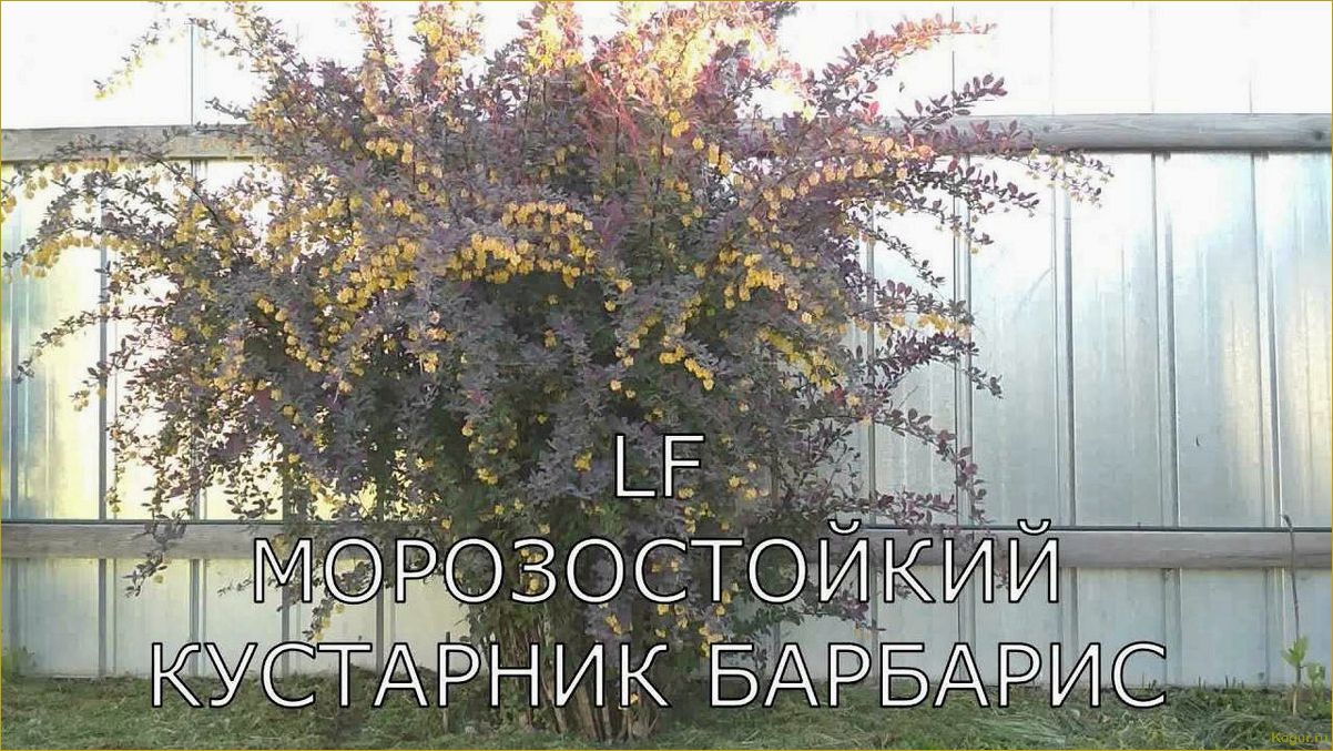 (правильная, посадка, уход, барбарисом, оттавским) Правильная посадка и уход за барбарисом Оттавским — гарантия красоты круглый год
