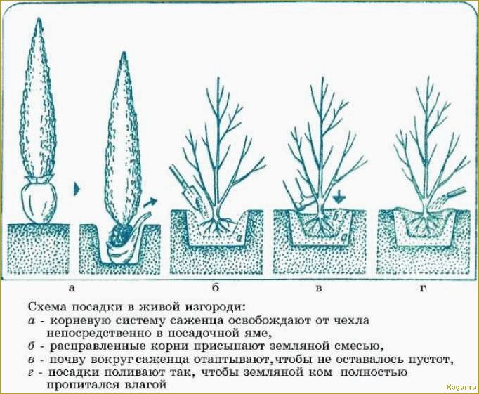 (правильная, посадка, уход, кипарисом, саду) Правильная посадка и уход за кипарисом в саду