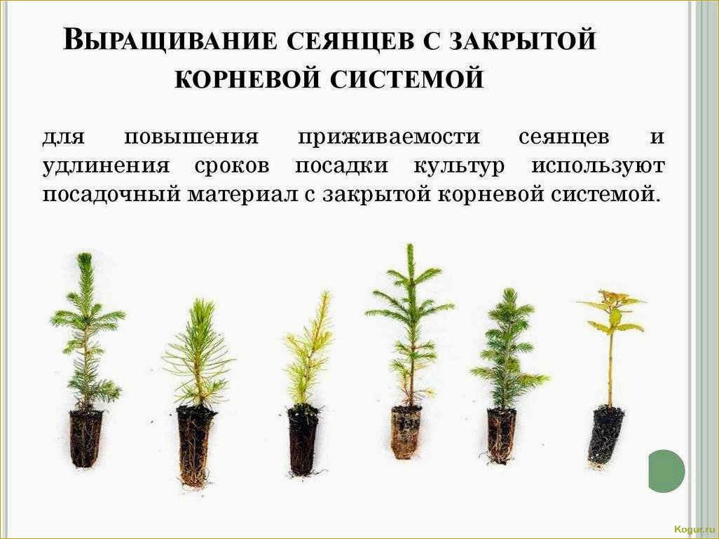 (правильная, посадка, уход, кипарисом, саду) Правильная посадка и уход за кипарисом в саду