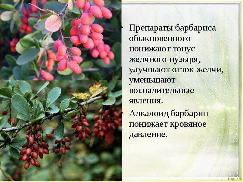 Исследование и применение полезных свойств барбариса обыкновенного в медицине