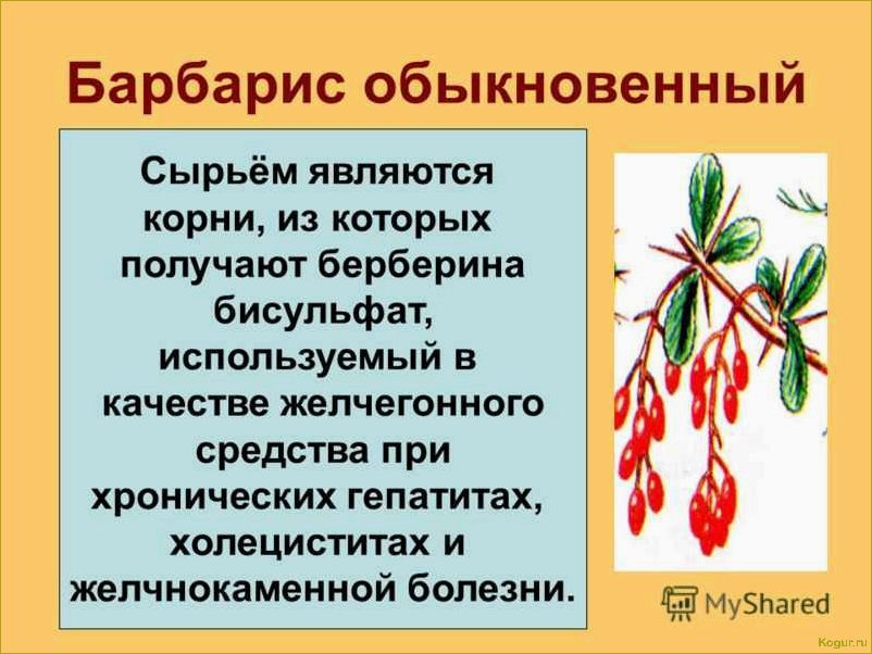 Исследование и применение полезных свойств барбариса обыкновенного в медицине