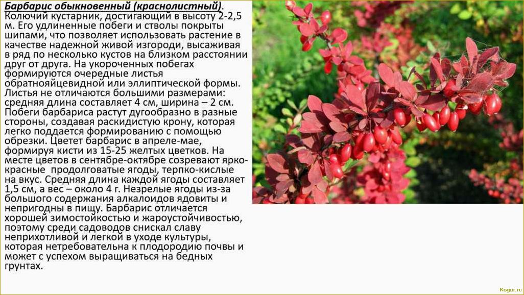 Исследование и применение полезных свойств барбариса обыкновенного в медицине