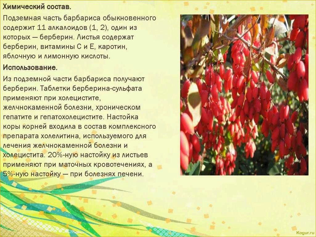 Исследование и применение полезных свойств барбариса обыкновенного в медицине