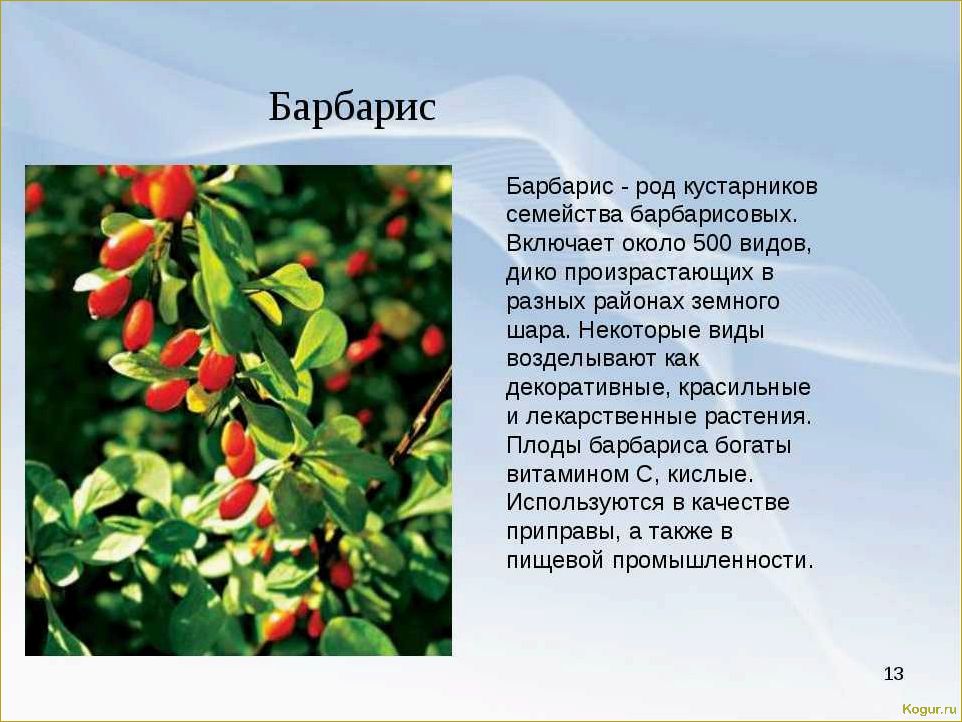 Исследование и применение полезных свойств барбариса обыкновенного в медицине