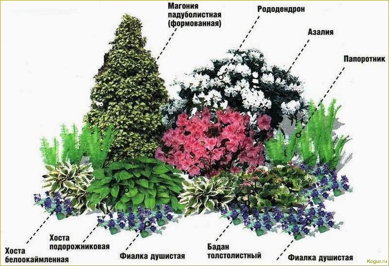 Растения для альпинария: зонирование и расположение
