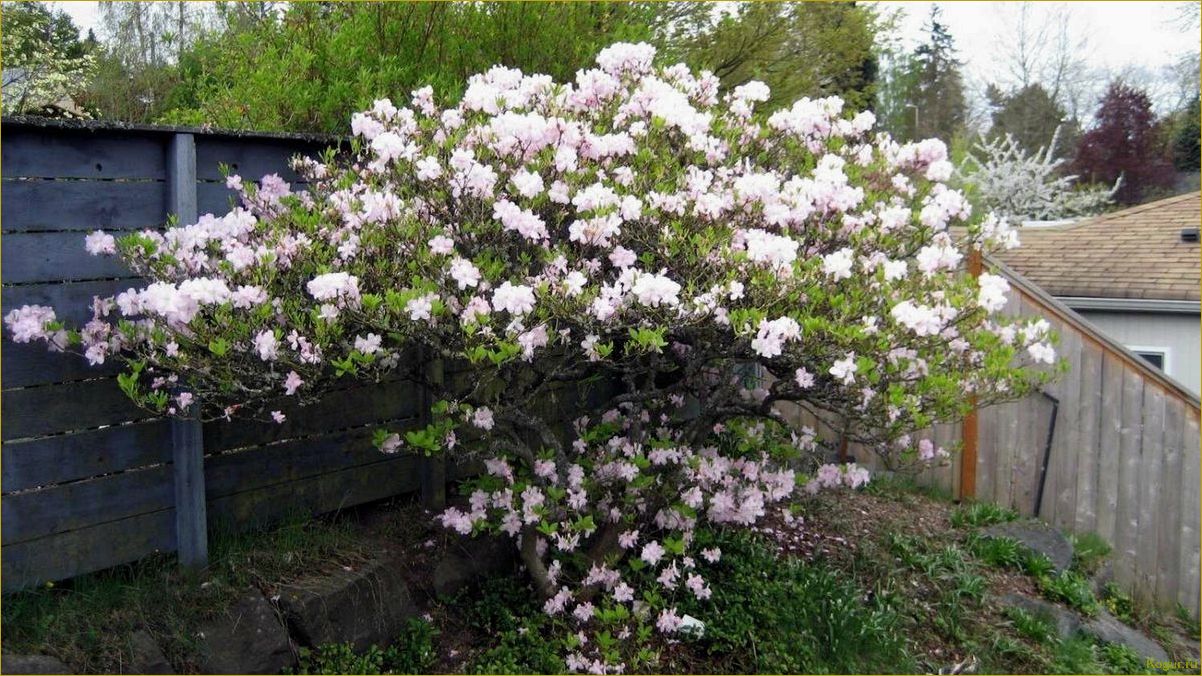 Рододендрон Шлиппенбаха — нежная альпийская роза в вашем саду