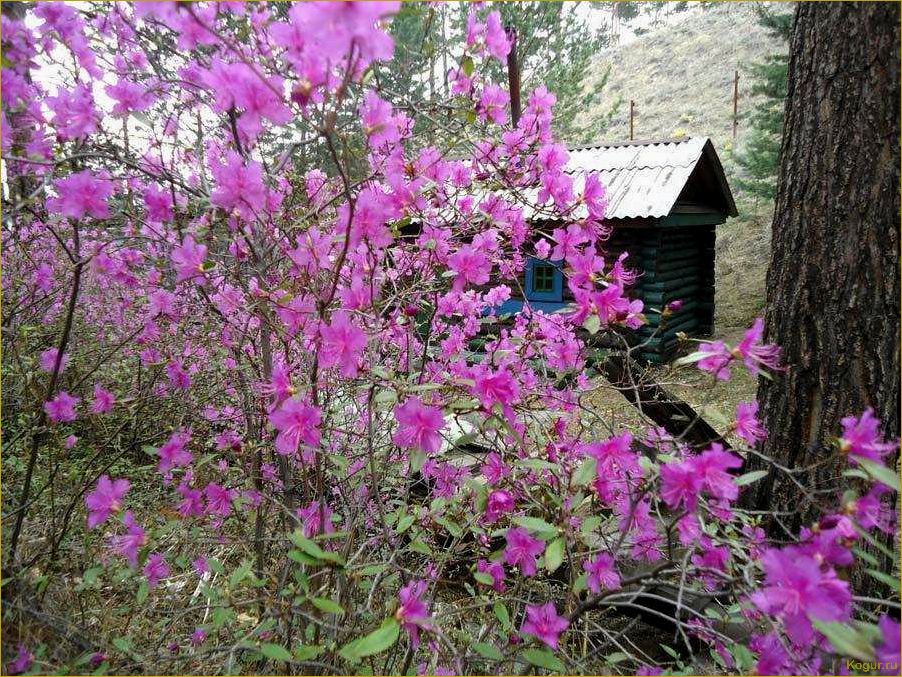 Рододендрон Шлиппенбаха — нежная альпийская роза в вашем саду