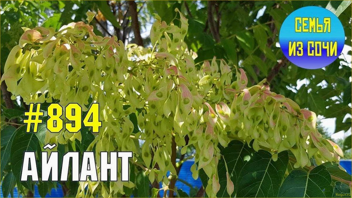 Дерево айлант: самая живучая культура