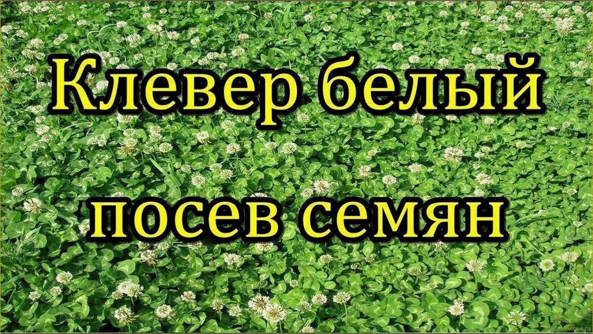 Советы специалистов: как сажать белый клевер для газона и ухаживать за ним