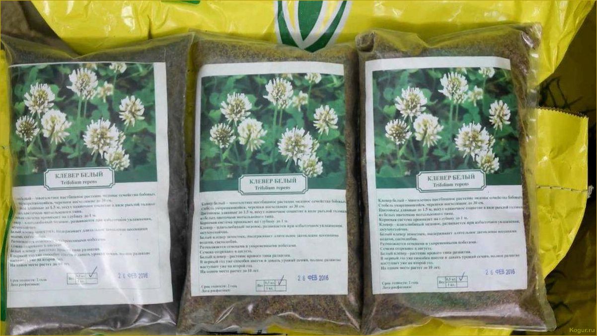 Советы специалистов: как сажать белый клевер для газона и ухаживать за ним