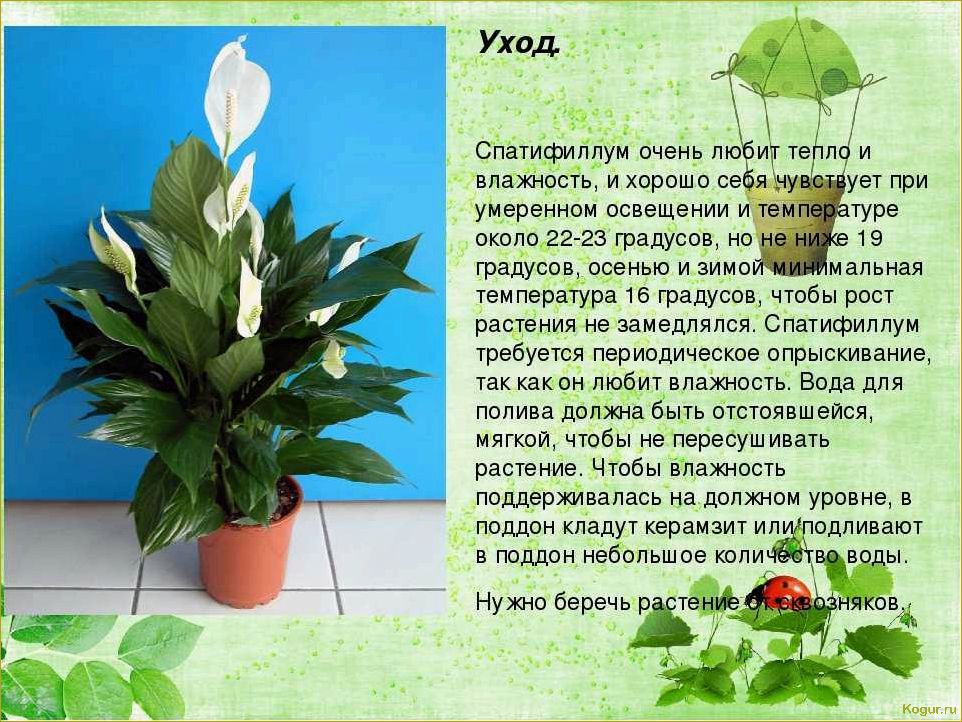 (спатифиллум, женское, счастье, цветочном, горшке) Спатифиллум «женское счастье» в цветочном горшке