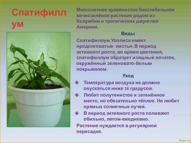 (спатифиллум, женское, счастье, цветочном, горшке) Спатифиллум «женское счастье» в цветочном горшке