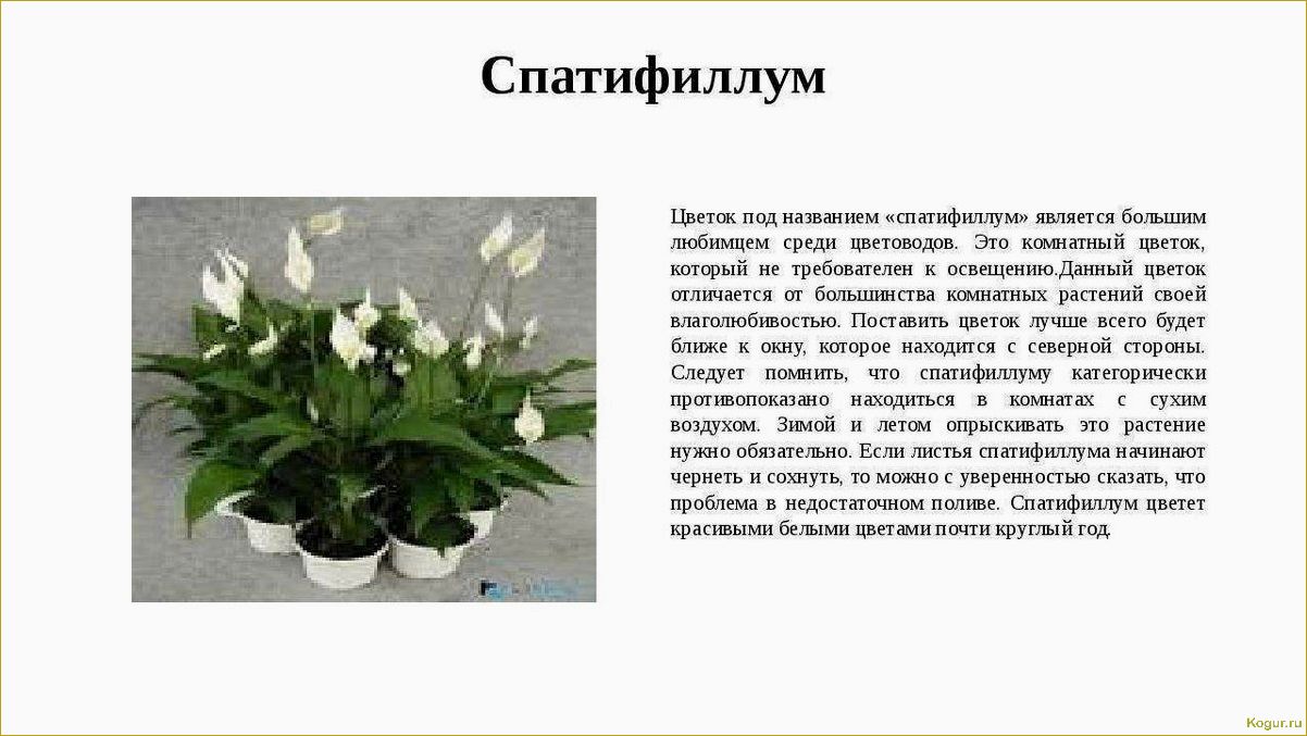 (спатифиллум, женское, счастье, цветочном, горшке) Спатифиллум «женское счастье» в цветочном горшке
