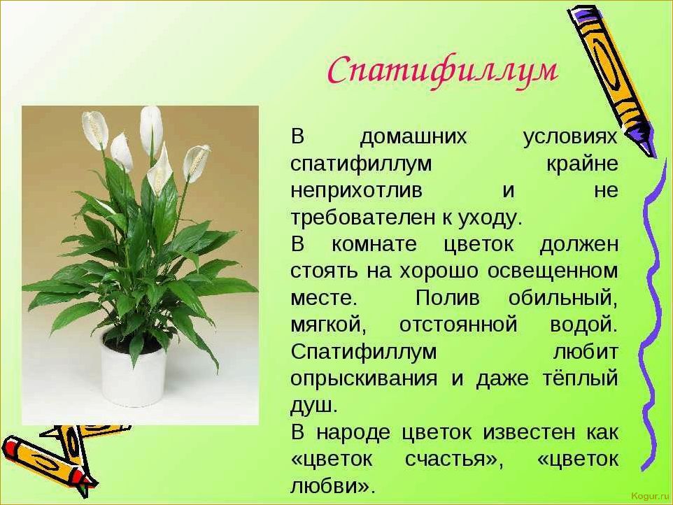 (спатифиллум, женское, счастье, цветочном, горшке) Спатифиллум «женское счастье» в цветочном горшке