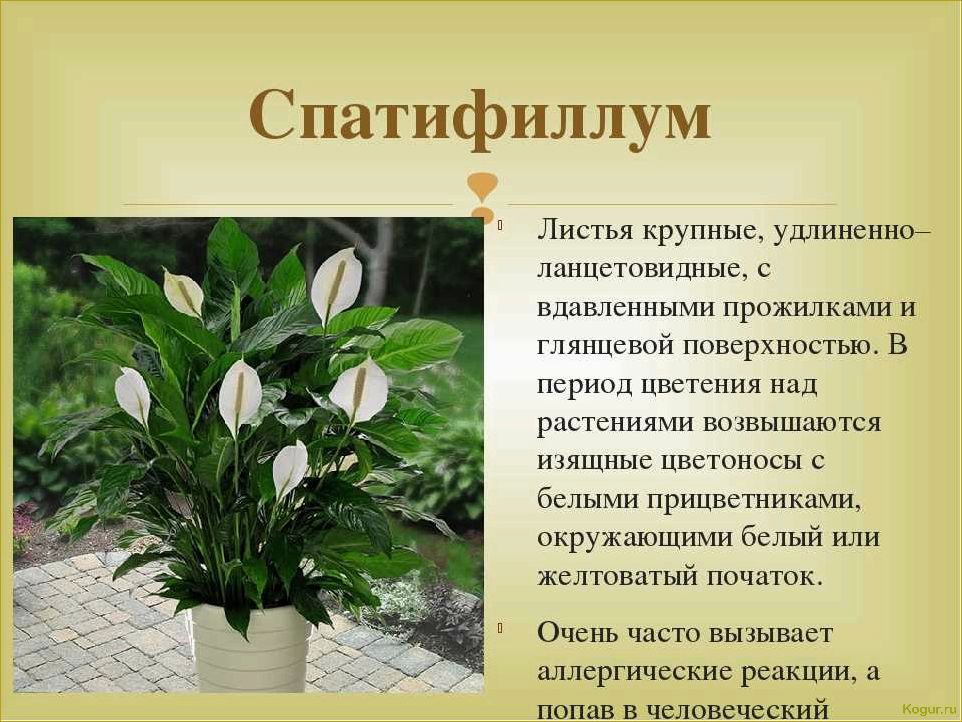 (спатифиллум, женское, счастье, цветочном, горшке) Спатифиллум «женское счастье» в цветочном горшке