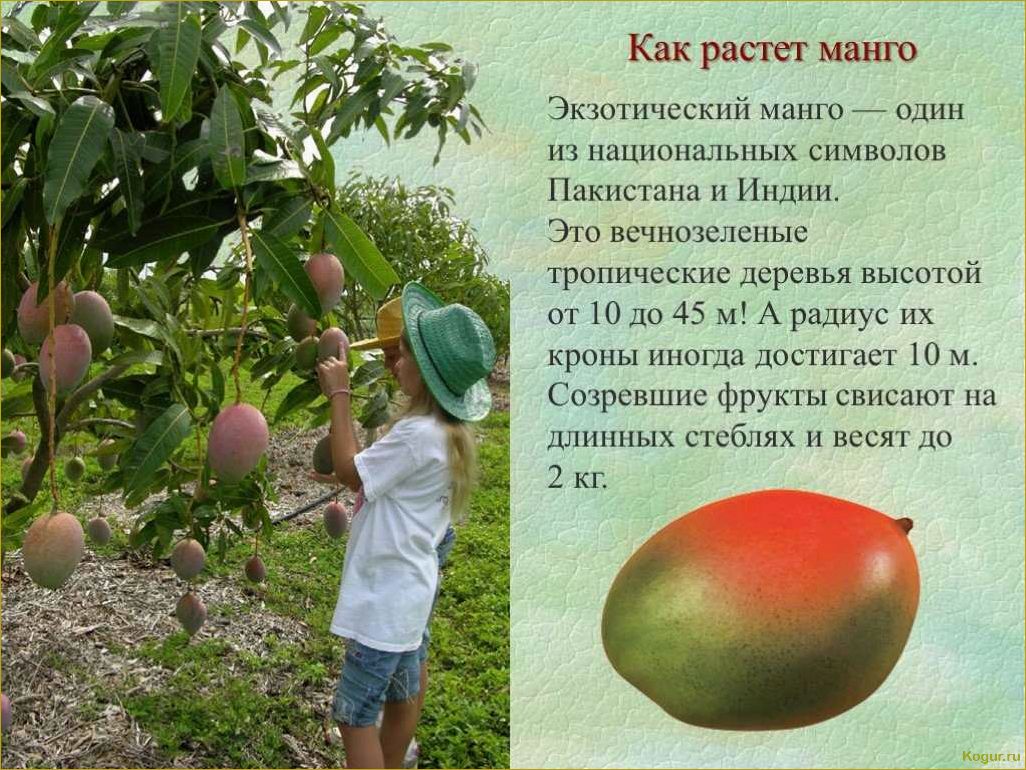 (ожидать, неприятностей, экзотических, фруктов) Стоит ли ожидать неприятностей от экзотических фруктов — можно ли отравиться помело