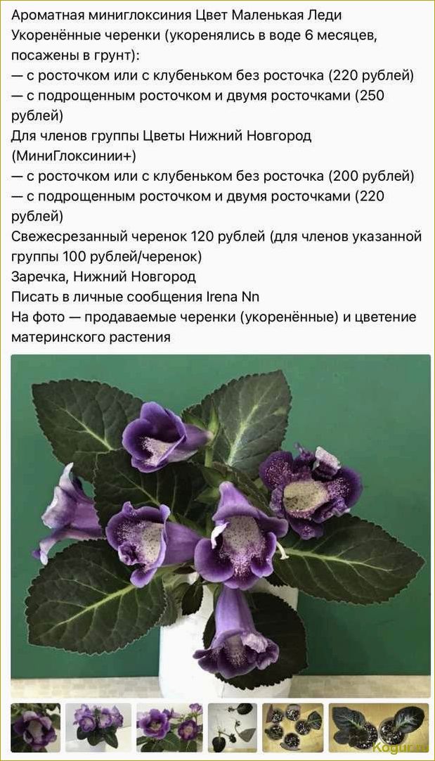 (виды, стрептокарпусов, советы, уходу) Виды стрептокарпусов и советы по уходу за ними