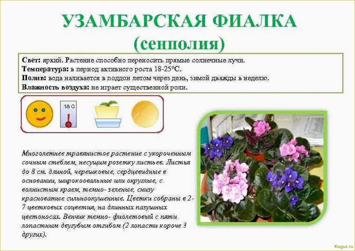 (виды, стрептокарпусов, советы, уходу) Виды стрептокарпусов и советы по уходу за ними