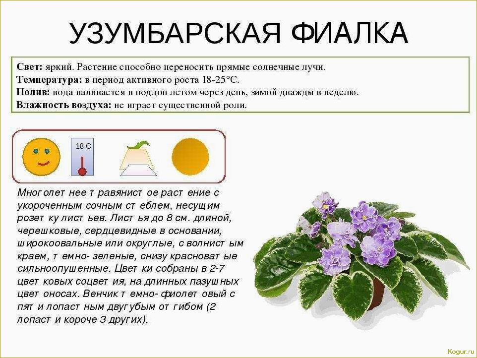 (виды, стрептокарпусов, советы, уходу) Виды стрептокарпусов и советы по уходу за ними