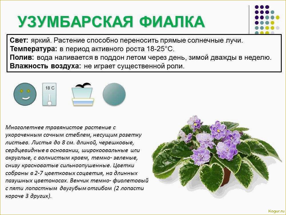 (виды, стрептокарпусов, советы, уходу) Виды стрептокарпусов и советы по уходу за ними