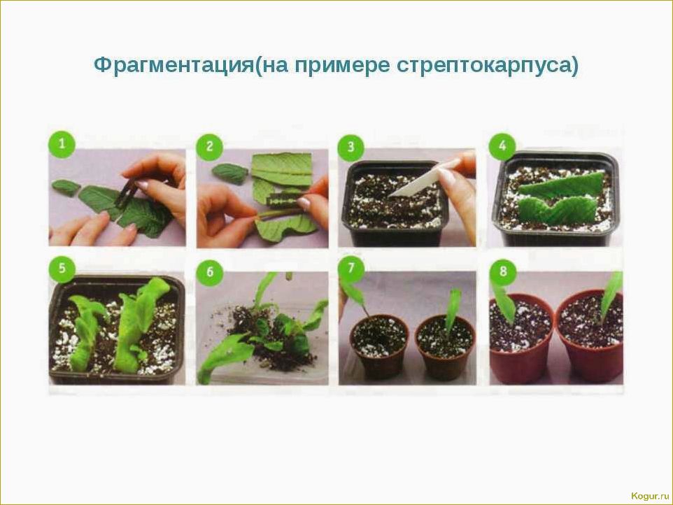 (виды, стрептокарпусов, советы, уходу) Виды стрептокарпусов и советы по уходу за ними